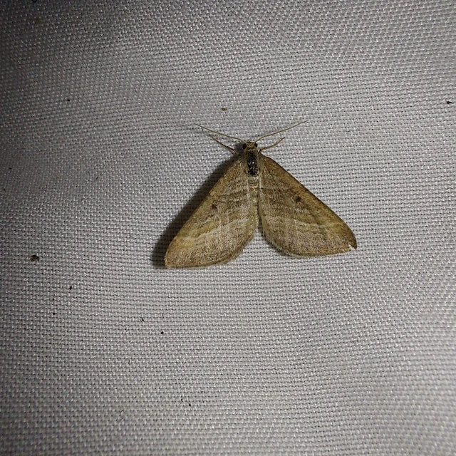 Phibalapteryx virgata - szürke galajaraszoló