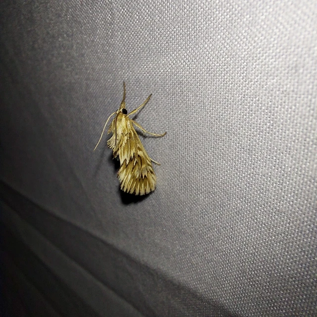 Cynaeda dentalis - gyakori ciframoly