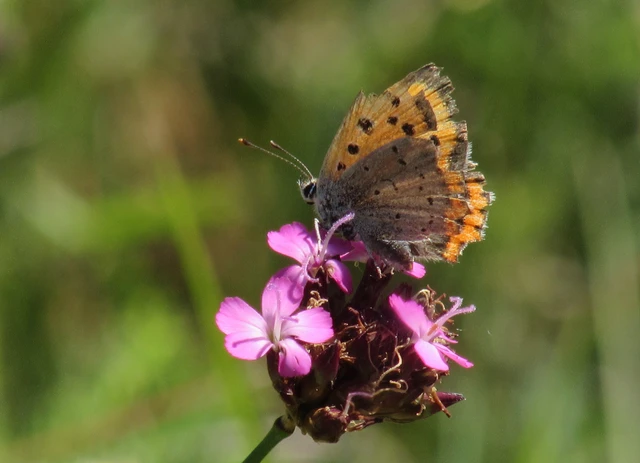 Lycaena phlaeas - közönséges tűzlepke Lycaena phlaeas - közönséges tűzlepke