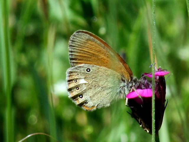 Coenonympha glycerion - közönséges szénalepke