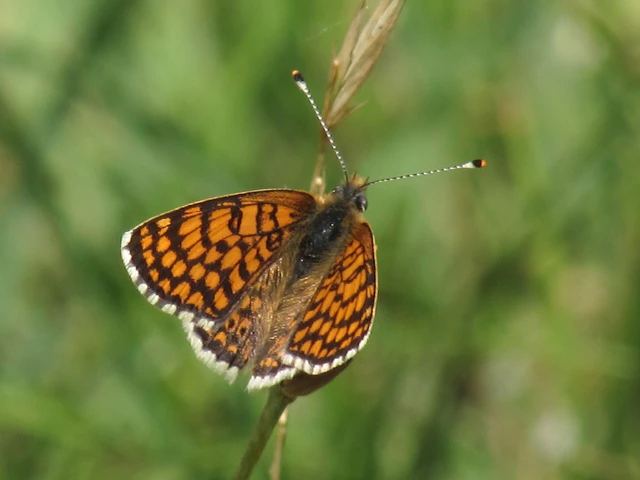 Melitaea cinxia - réti tarkalepke