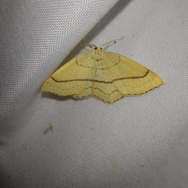 Cyclophora linearia - vonalas pettyesaraszoló