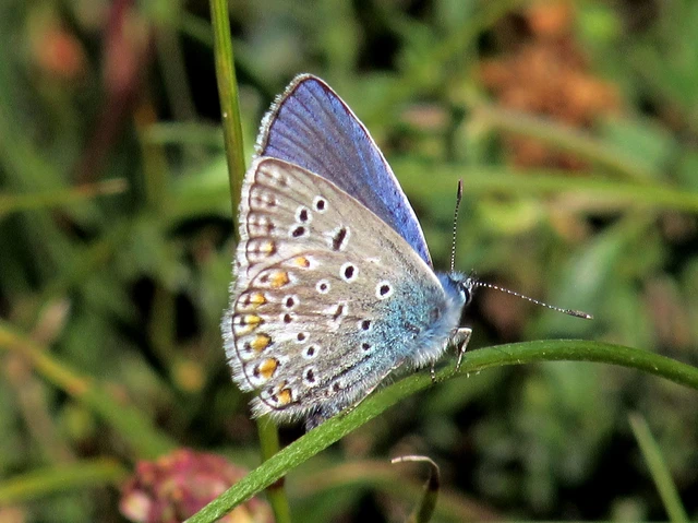 Polyommatus icarus - közönséges boglárka
