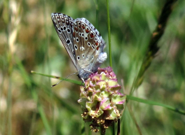 Polyommatus bellargus - égszínű boglárka