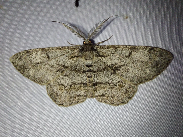 Hypomecis roboraria - nagy tölgyfaaraszoló