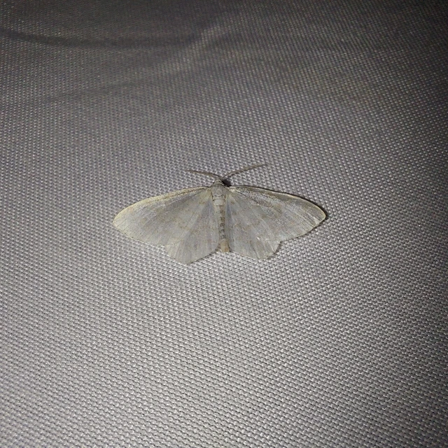 Asthena albulata - gyertyán-fehéraraszoló