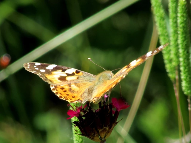 Vanessa cardui - bogáncslepke