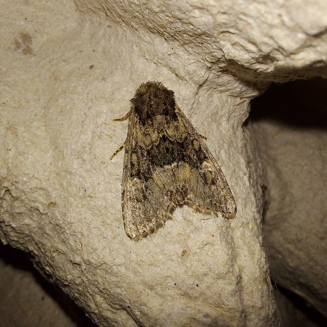 Apamea illyria - déli dudvabagoly