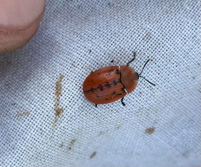 Cassida murraea - foltos pajzsbogár