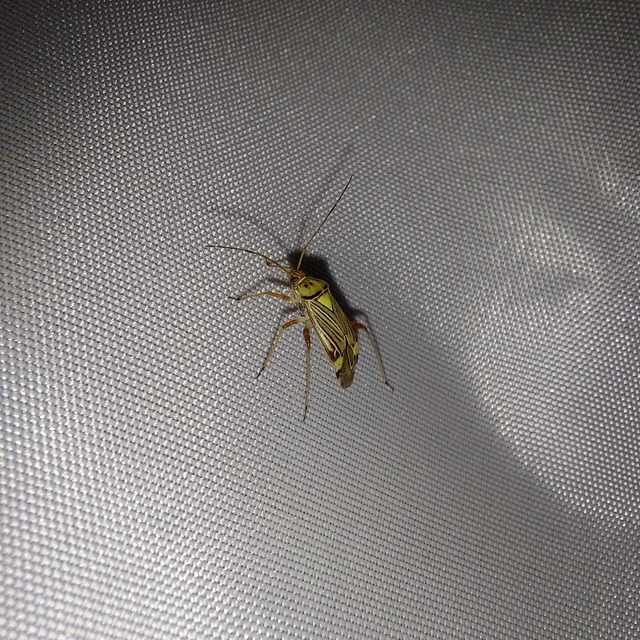 Rhabdomiris striatellus - zebra-mezeipoloska