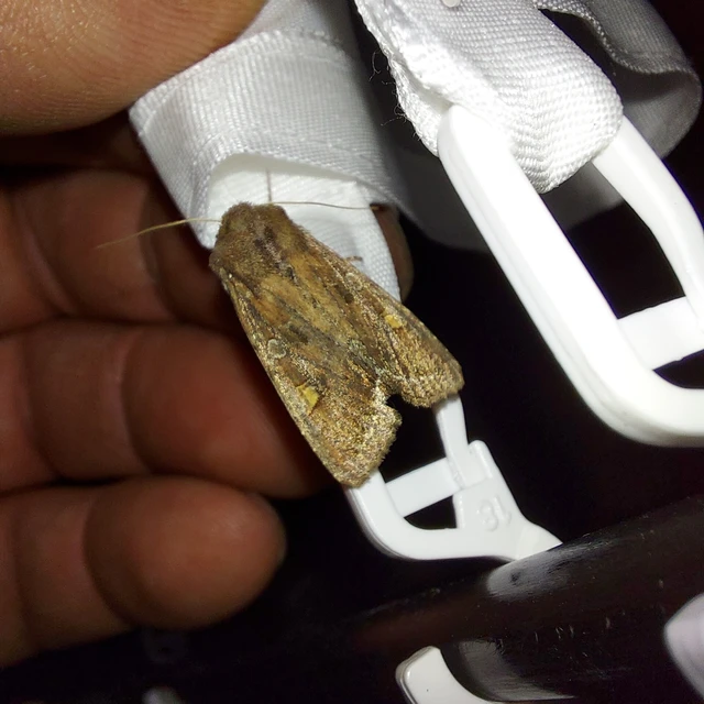 Lacanobia oleracea - saláta-kertibagoly
