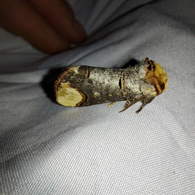 Phalera bucephala - sárgafoltos púposszövő