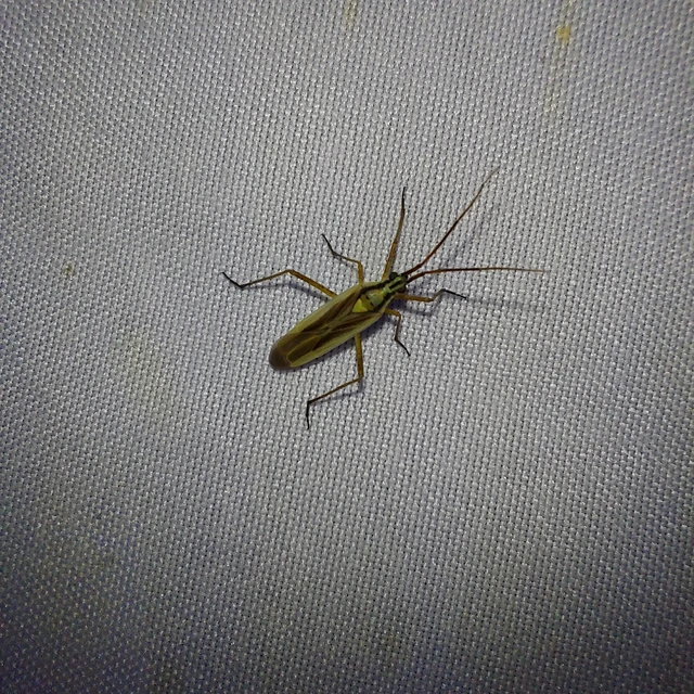 Leptopterna ferrugata - vastagcsápú mezeipoloska