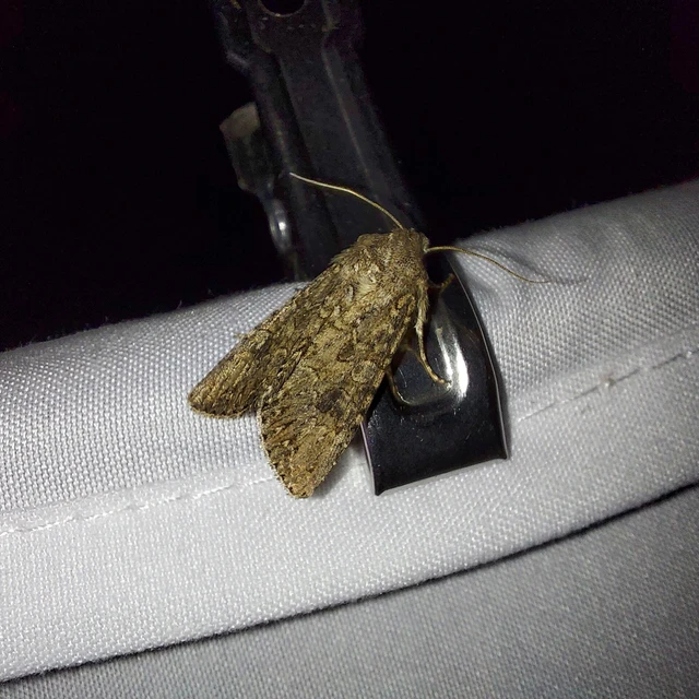 Hadula trifolii - lóherebagoly