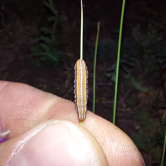 Chloantha hyperici - orbáncfű-sugarasbagoly