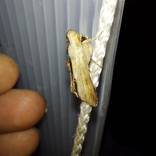 Shargacucullia prenanthis - tavaszi görvélyfű-csuklyásbagoly