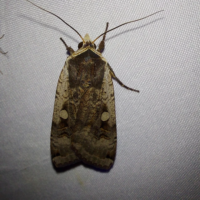 Noctua pronuba - nagy sárgafűbagoly