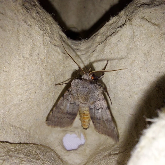 Agrotis cinerea - szürkés földibagoly