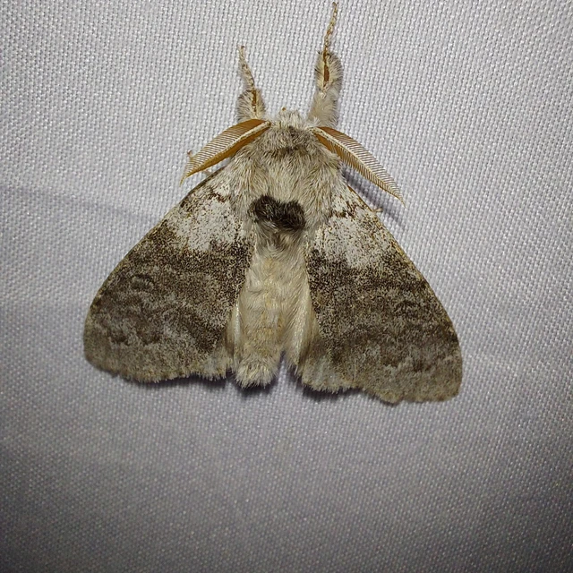 Calliteara pudibunda - hamvasszövő