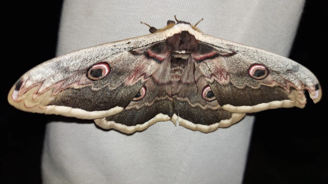 Saturnia pyri - nagy pávaszem