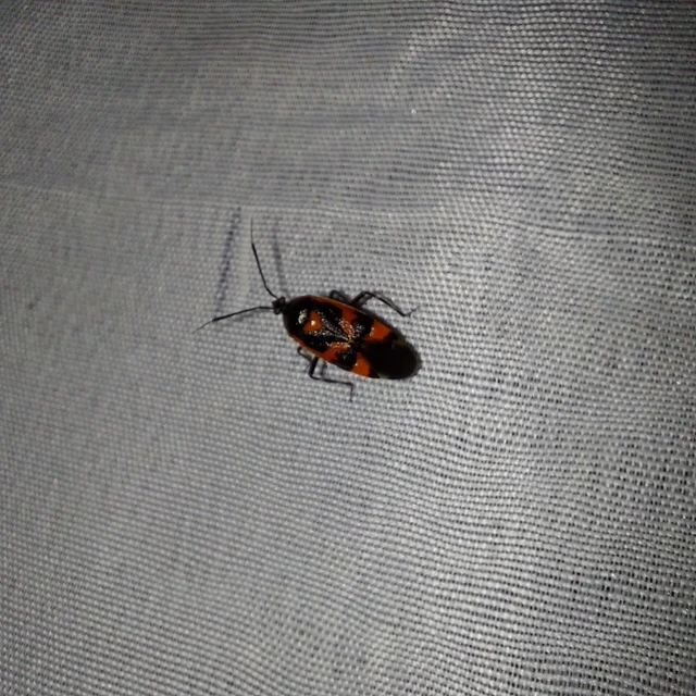 Deraeocoris trifasciatus - nagy mezeipoloska