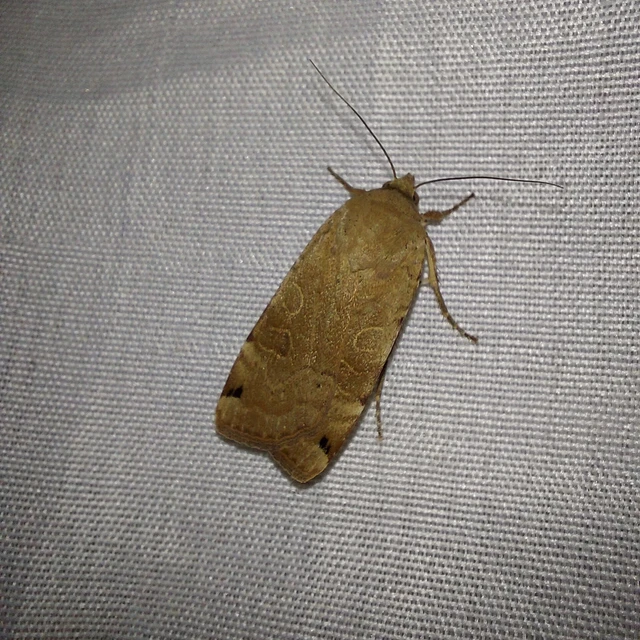 Noctua orbona - foltos sárgafűbagoly