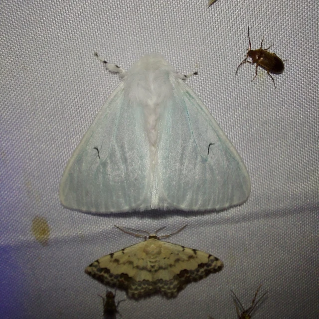 Arctornis l-nigrum - L-betűs gyapjaslepke
