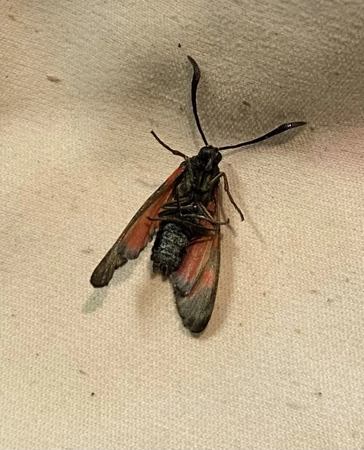 Zygaena filipendulae - acélszínű csüngőlepke