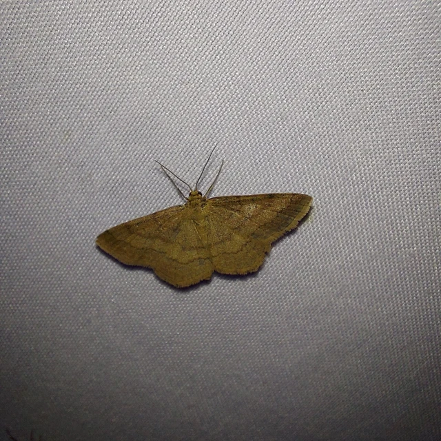 Scopula rubiginata - réti pirosaraszoló