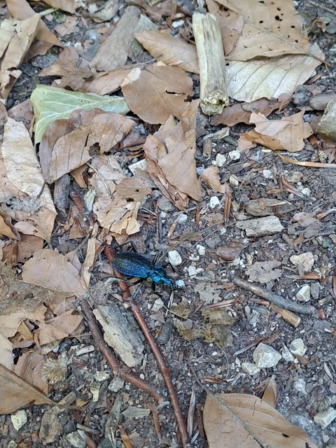 Carabus intricatus - kék laposfutrinka Carabus intricatus - kék laposfutrinka