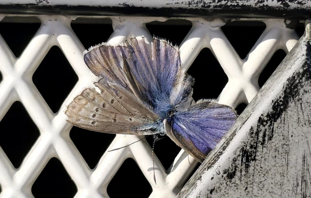 Polyommatus icarus - közönséges boglárka