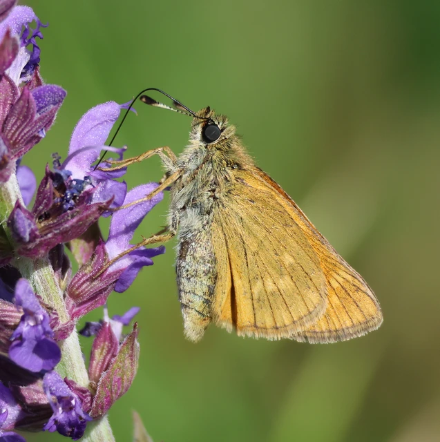 Ochlodes sylvanus - erdei busalepke