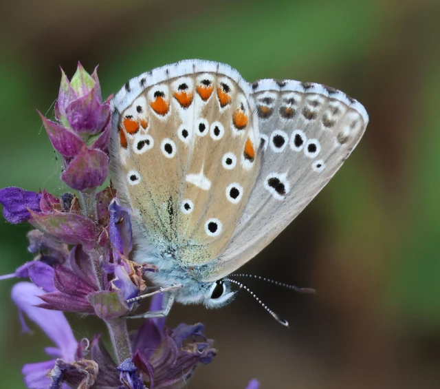 Polyommatus bellargus - égszínű boglárka