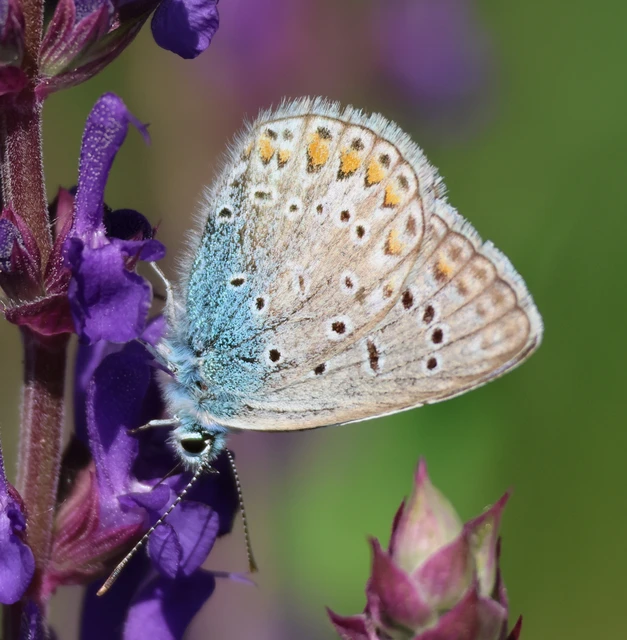 Polyommatus icarus - közönséges boglárka