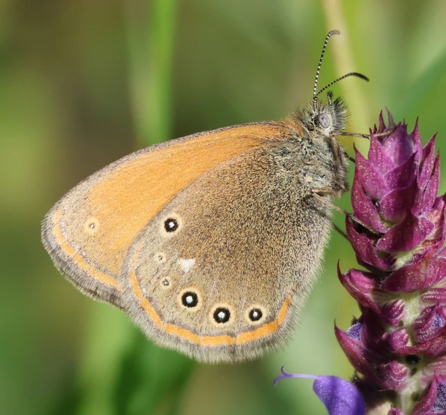 Coenonympha glycerion - közönséges szénalepke