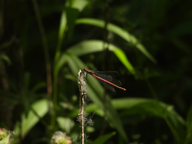 Pyrrhosoma nymphula interposita - vörös légivadász