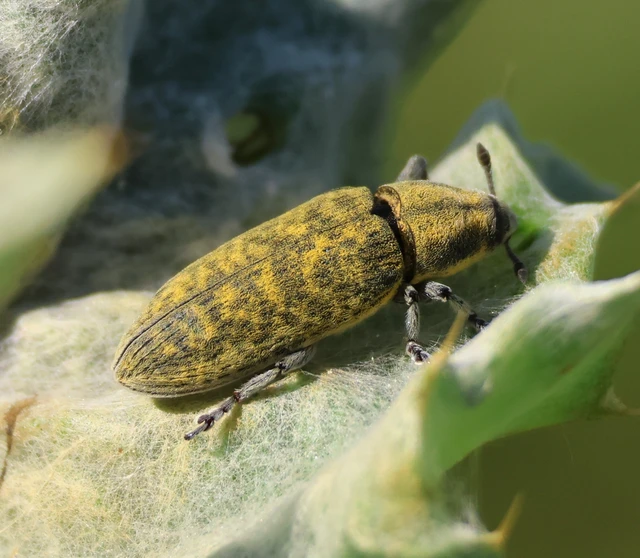 Lixus cardui - bogáncsfúró dudvabarkó
