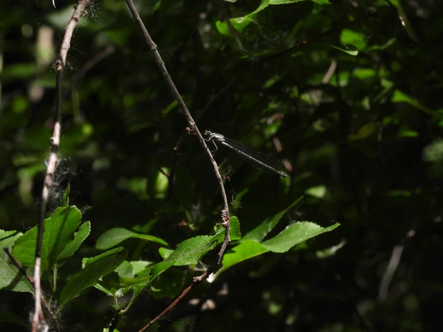 Coenagrion puella - azúrkék légivadász
