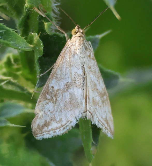 Evergestis frumentalis - tavaszi dudvamoly