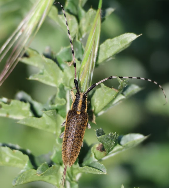 Agapanthia dahli - sárgagyűrűs bogáncscincér