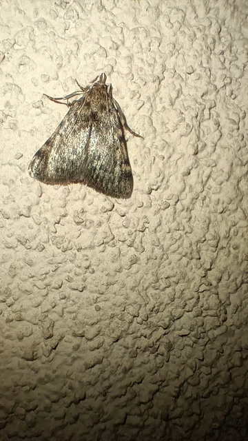 Aglossa pinguinalis - zsiradékmoly