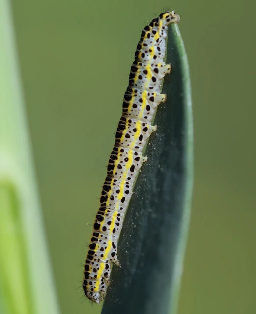 Calophasia