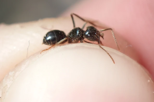 Lasius fuliginosus - kartonépítő fahangya