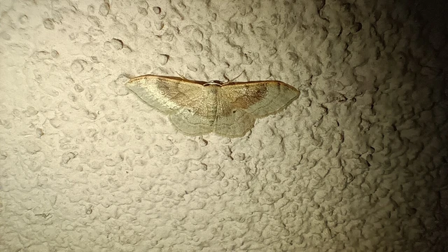 Idaea degeneraria - barnasávos araszoló