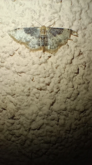 Idaea filicata - sötéttövű apróaraszoló