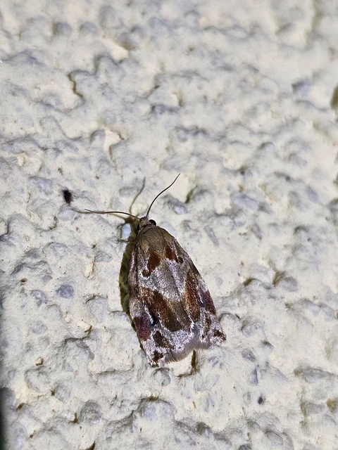 Archips crataegana - cseresznyeilonca
