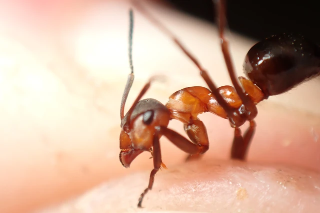 Formica polyctena - kis vöröshangya