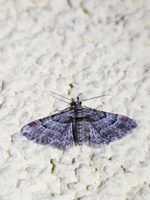 Gymnoscelis rufifasciata - vöröscsíkos törpearaszoló