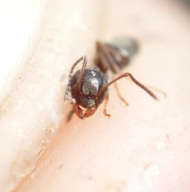 Lasius niger - közönséges feketehangya