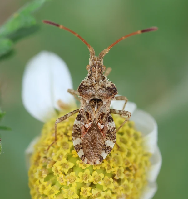 Centrocoris
